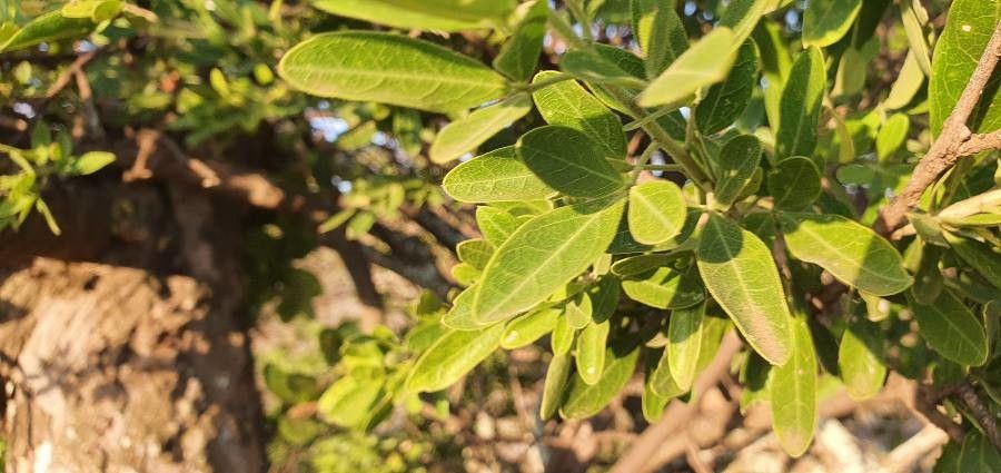 Maerua triphylla — search result for 'Maerua'