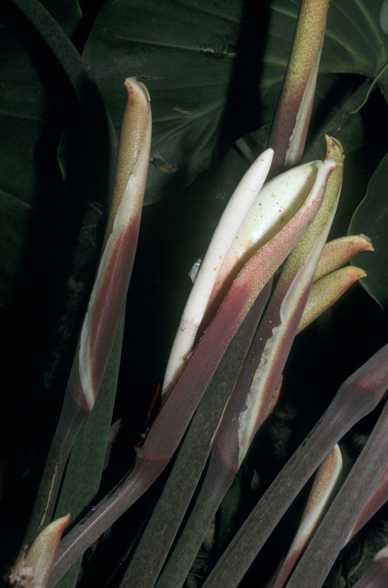 Philodendron megalophyllum — houseplant care guide