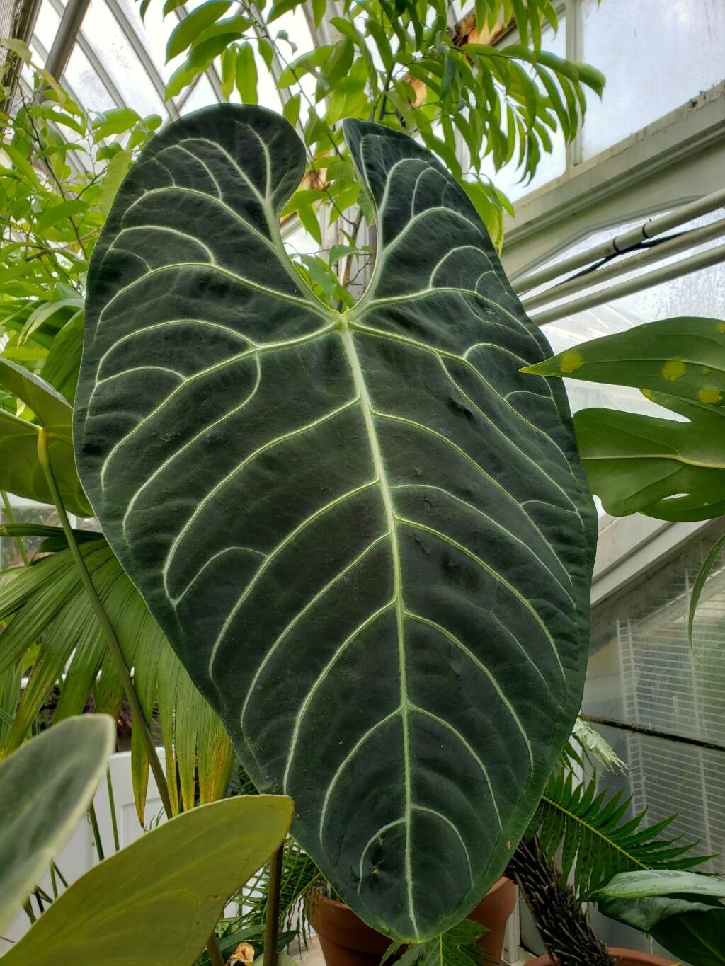 Anthurium regale — pet friendly houseplant