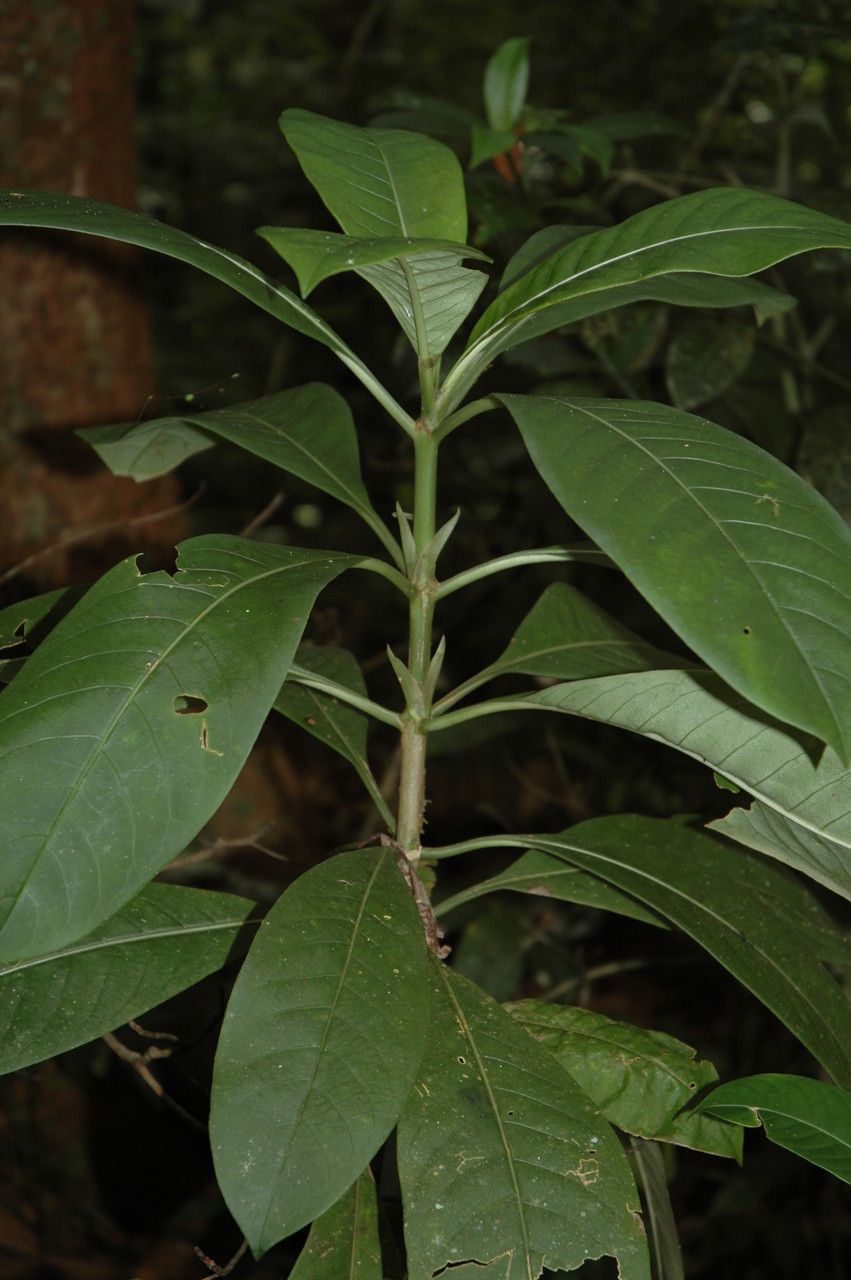 Psychotria anamallayana — houseplant care guide