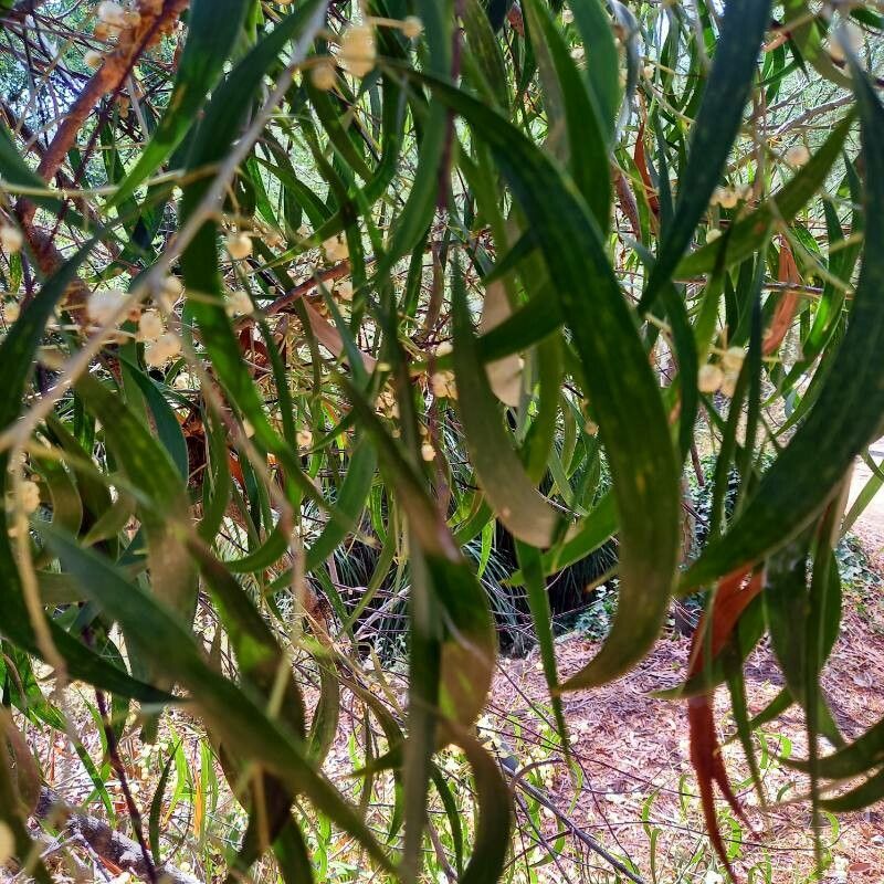 Acacia implexa — search result for 'Acacia'
