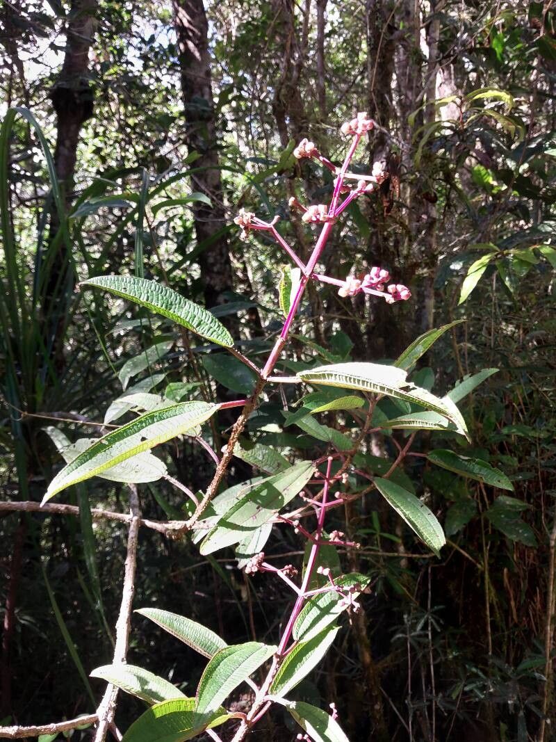 Dichaetanthera arborea other