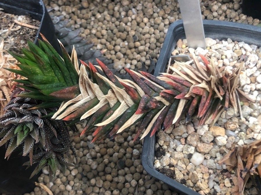 Astroloba herrei — related species from the same genus