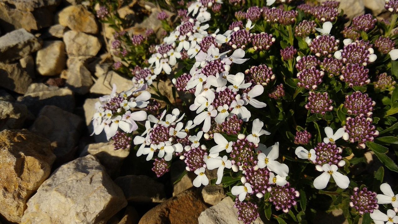 Iberis simplex — search result for 'Iberis'