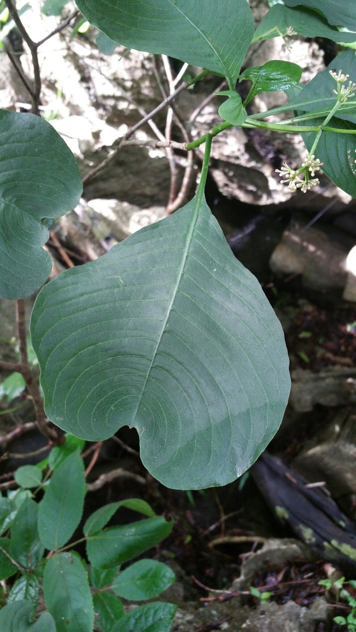Psychotria antsalovensis leaf