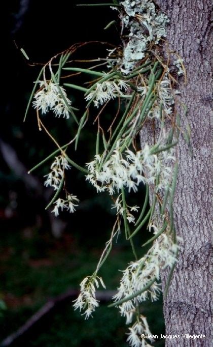 Dendrobium casuarinae — houseplant care guide