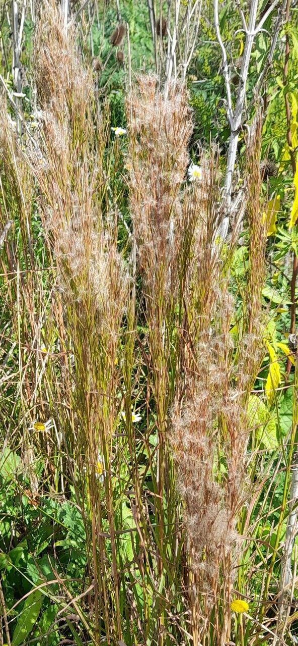 Andropogon microstachys habit