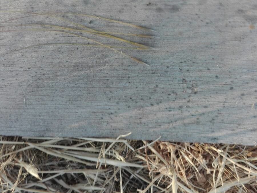 Stipa balansae fruit
