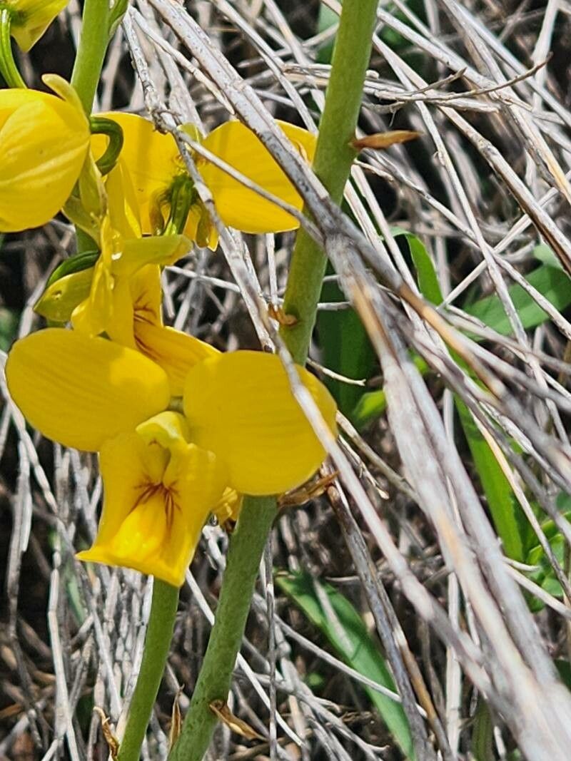 Eulophia speciosa flower