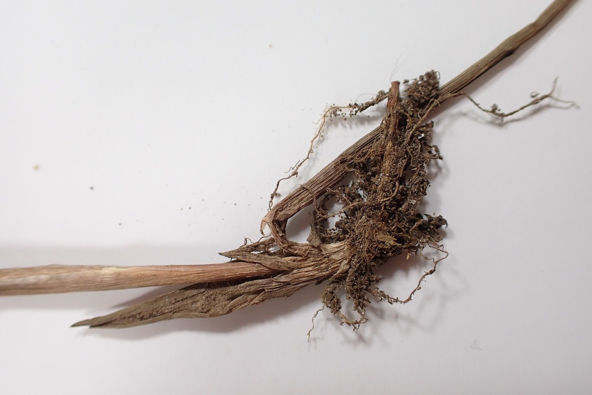 Juncus grisebachii bark