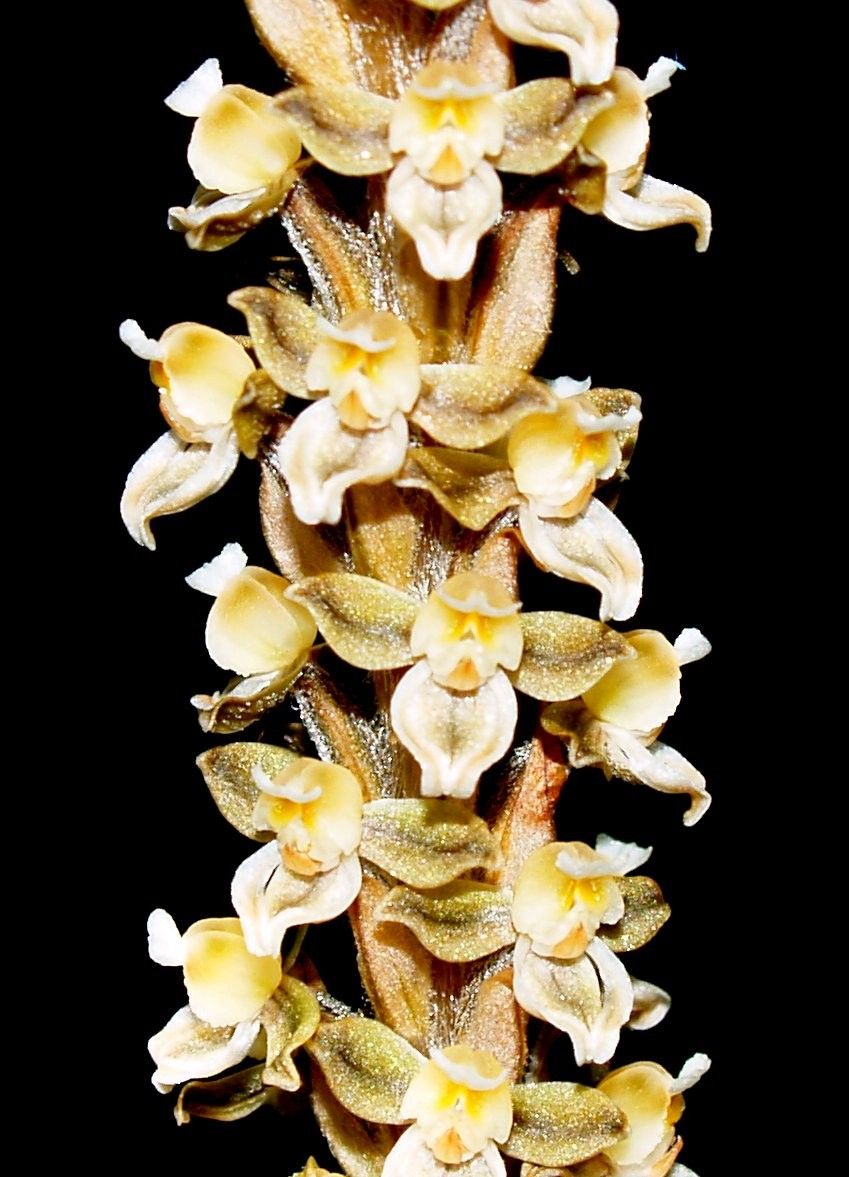 Hetaeria whitmeei flower