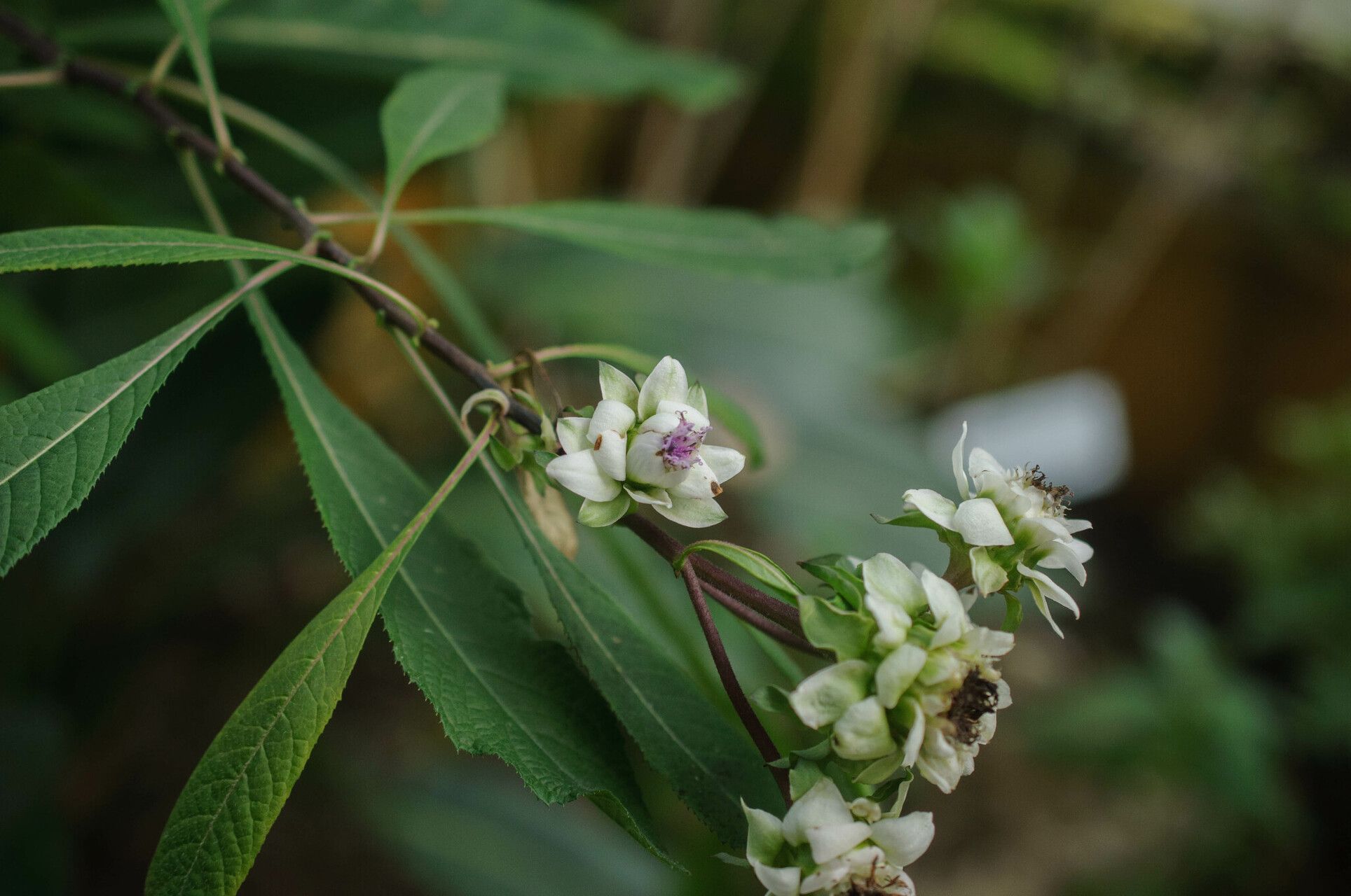Baccharoides calvoana flower
