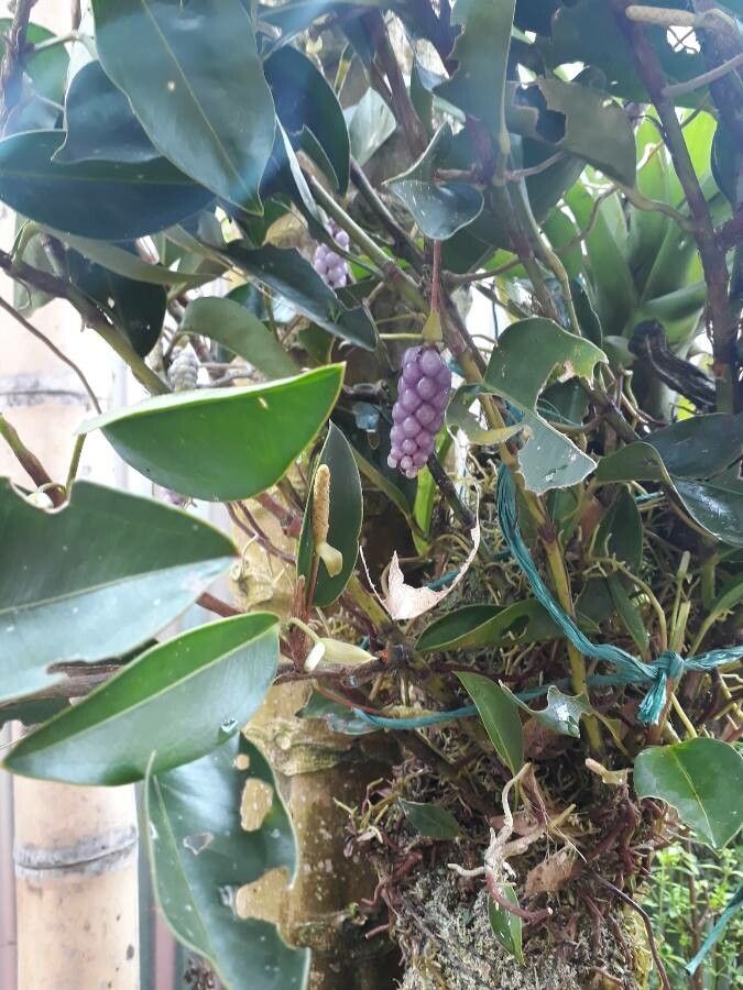 Anthurium obtusum flower