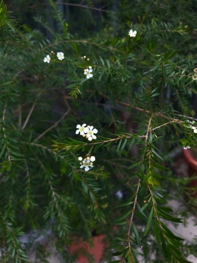 Kunzea ambigua flower