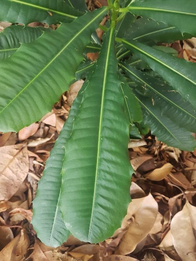 Pachystroma longifolium leaf