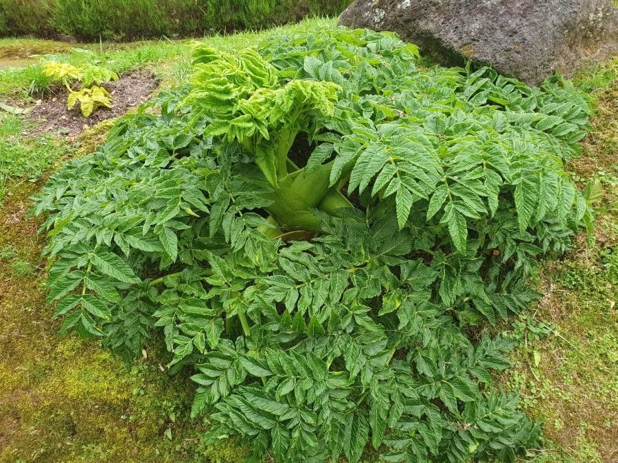 Angelica lignescens habit
