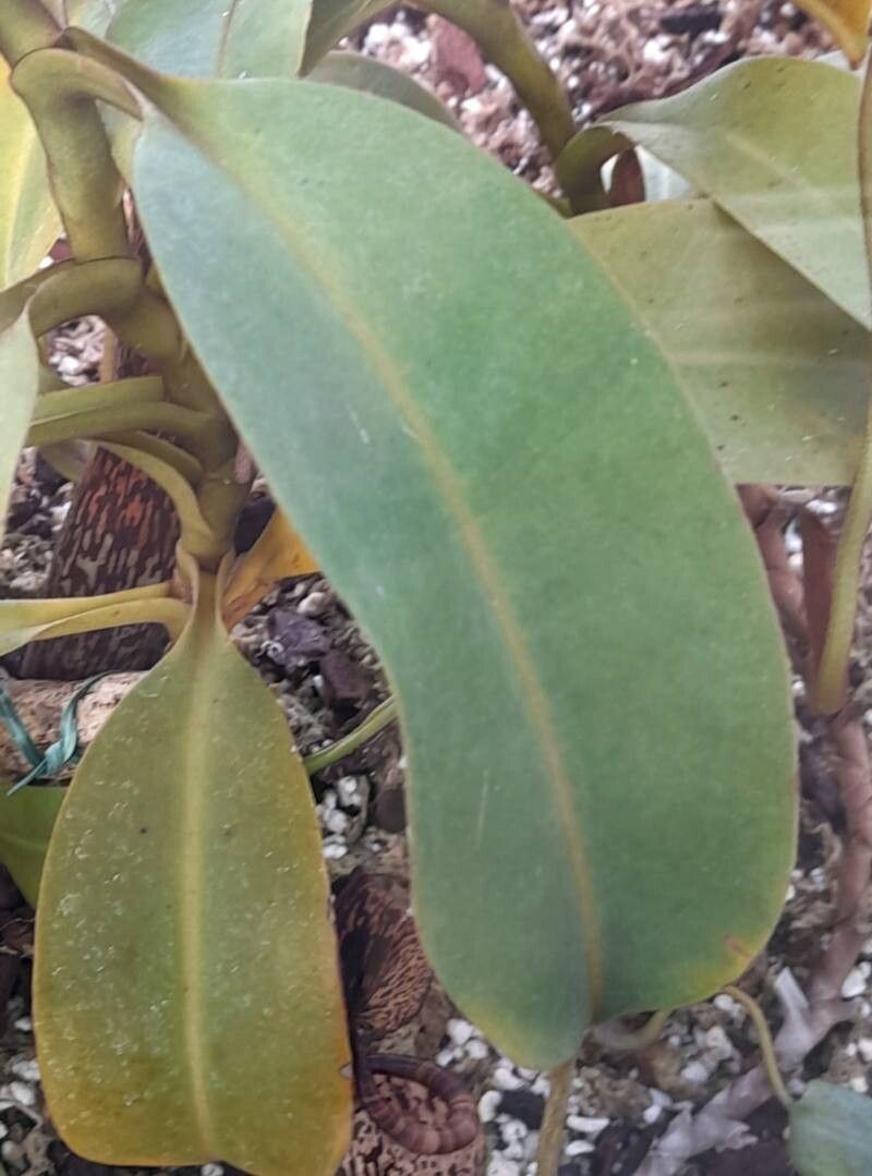 Nepenthes vogelii leaf