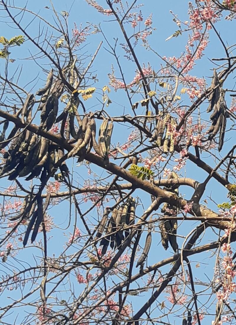 Cassia grandis fruit