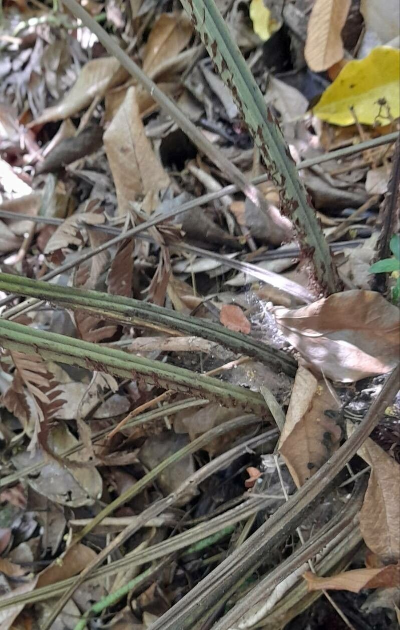 Diplazium pectinatum bark