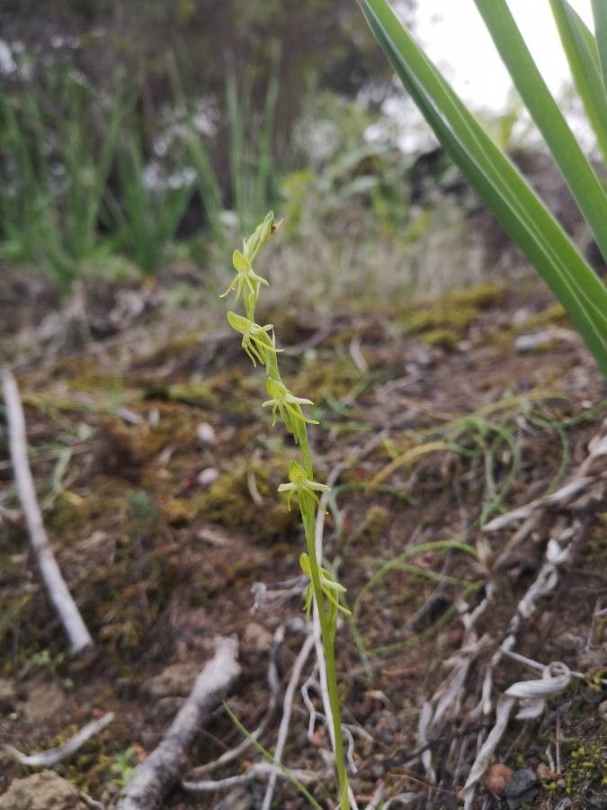 Habenaria tridactylites flower
