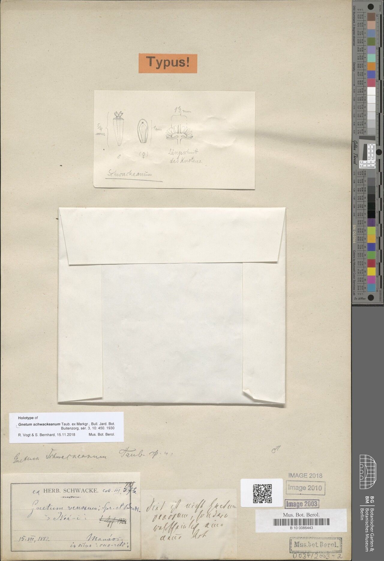 Gnetum schwackeanum — houseplant care guide