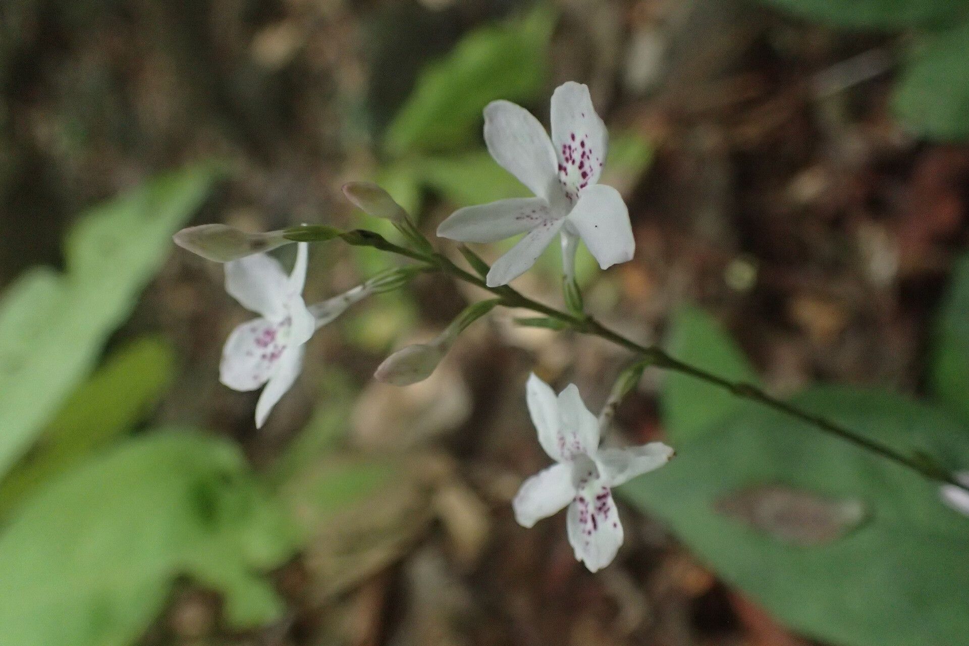 Pseuderanthemum tunicatum — search result for 'Pseuderanthemum'