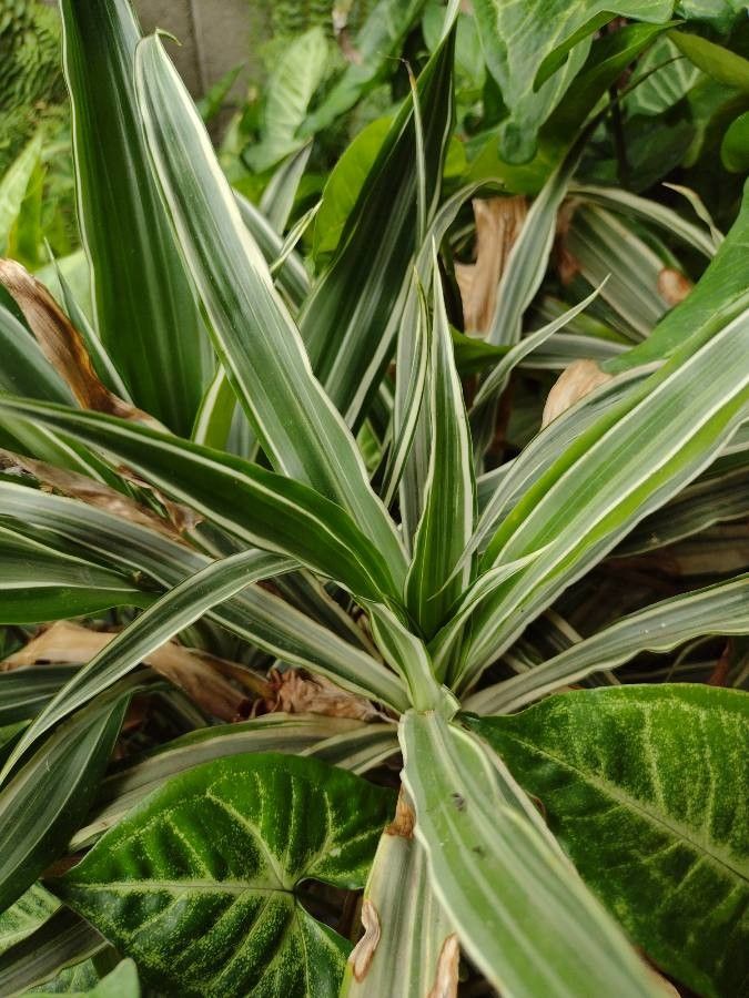 Dracaena bicolor — search result for 'Dracaena'