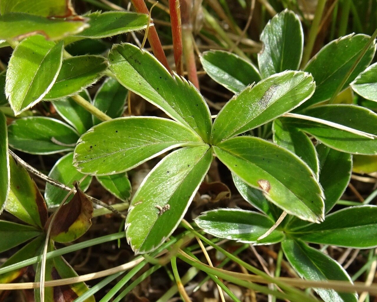 Alchemilla saxatilis — search result for 'Alchemilla'