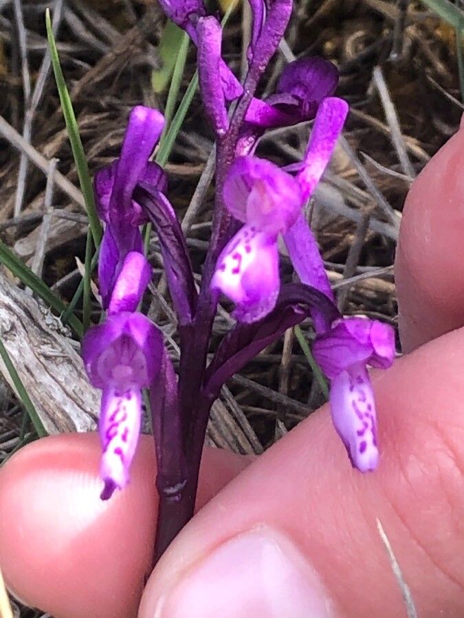 Anacamptis champagneuxii flower