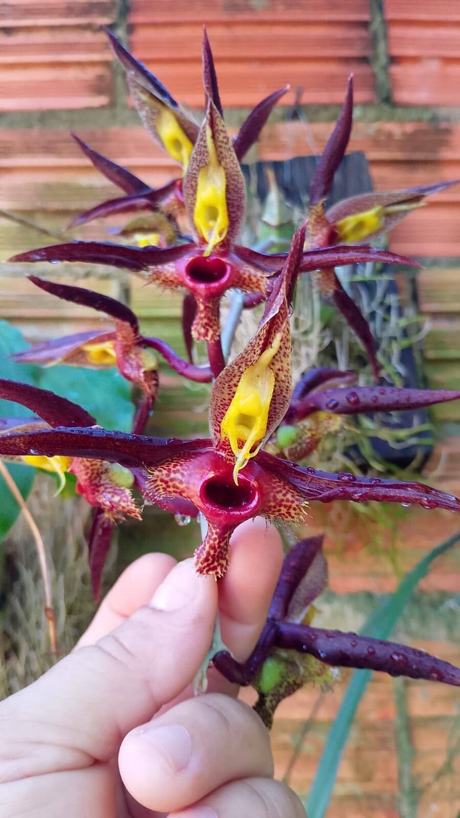 Catasetum saccatum flower