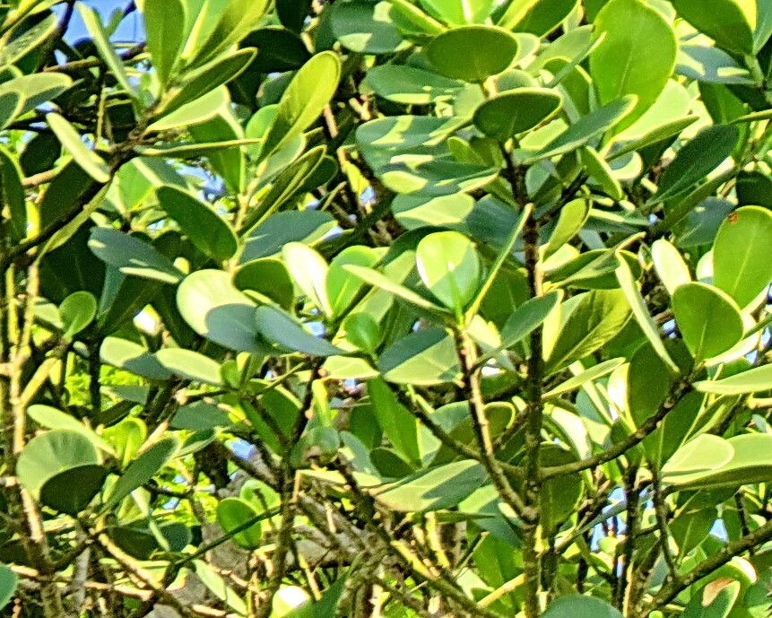 Alcantarea glaziouana — related species from the same genus