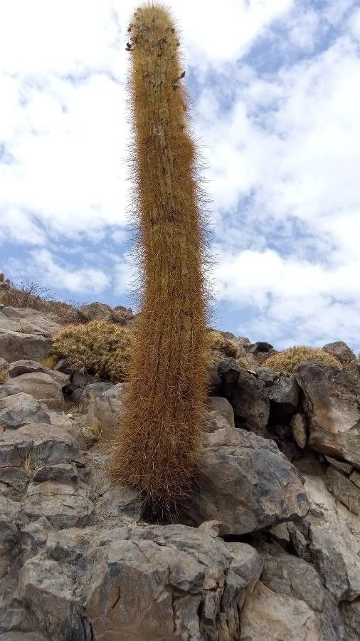 Echinopsis atacamensis bark