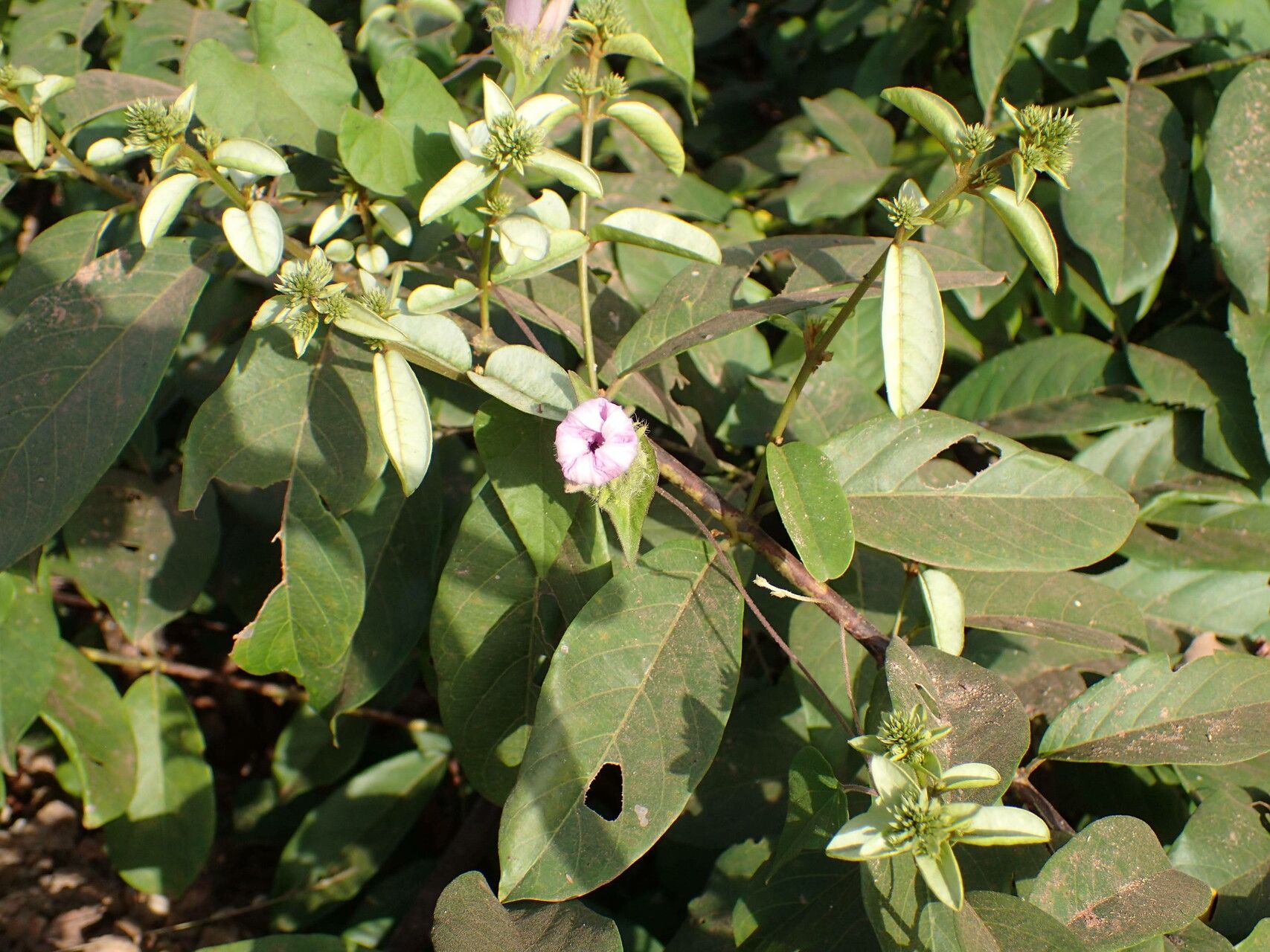 Ipomoea pileata other