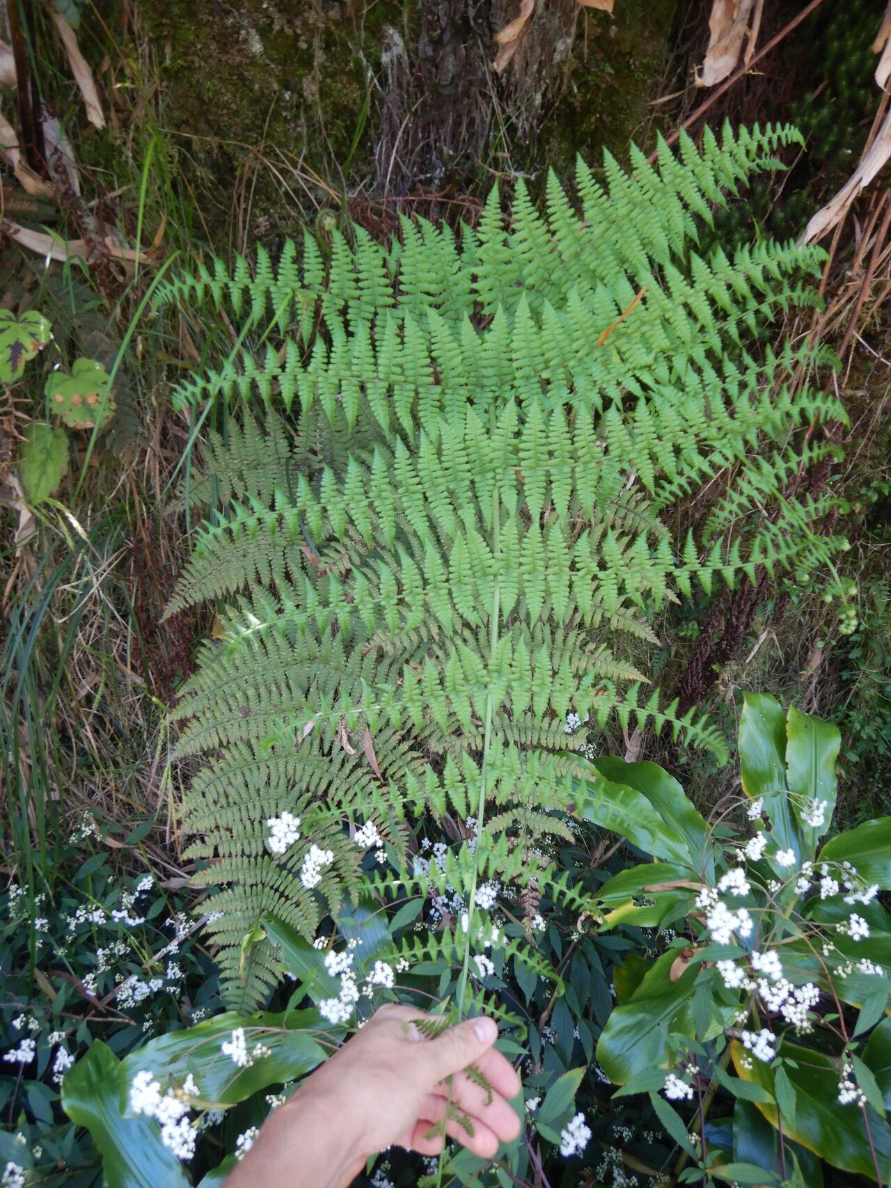 Dryopteris aquilinoides