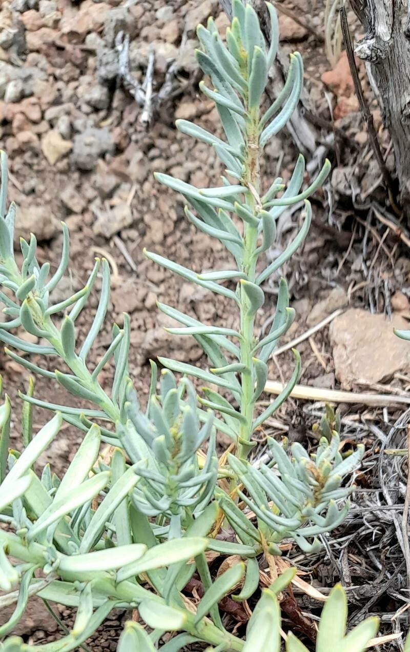 Senecio pinachensis — houseplant care guide