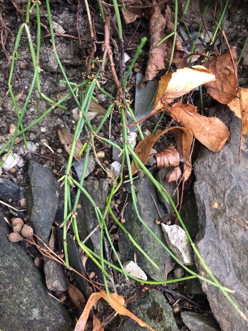 Ephedra fedtschenkoae — search result for 'Ephedra'