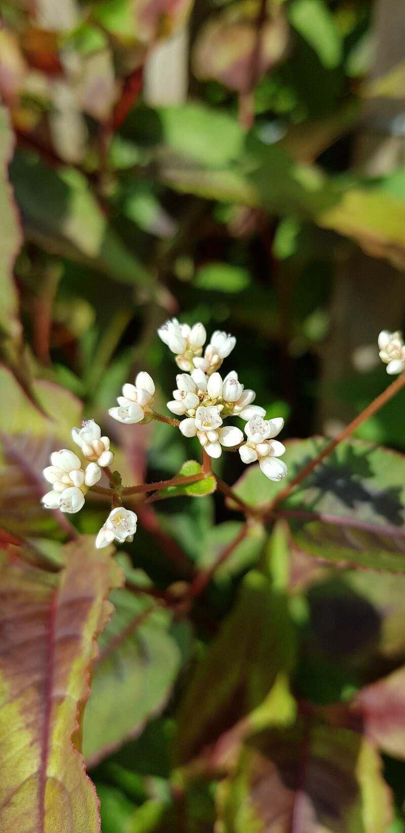 Polygonum microcephalum flower