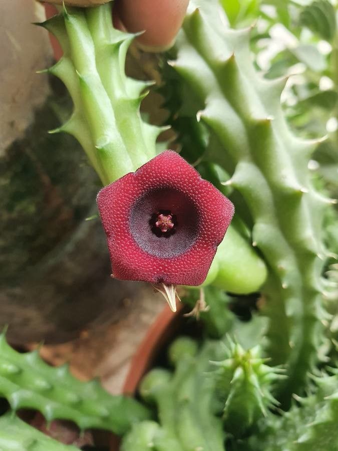 Huernia schneideriana fruit