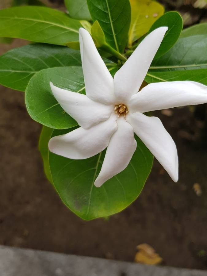Gardenia taitensis flower