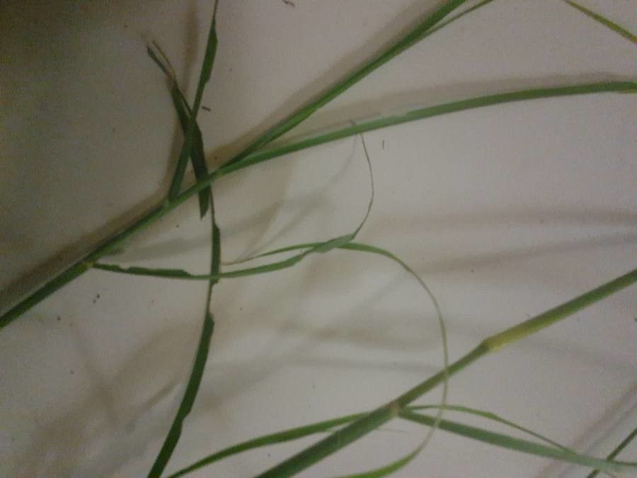 Cenchrus massaicus — houseplant care guide