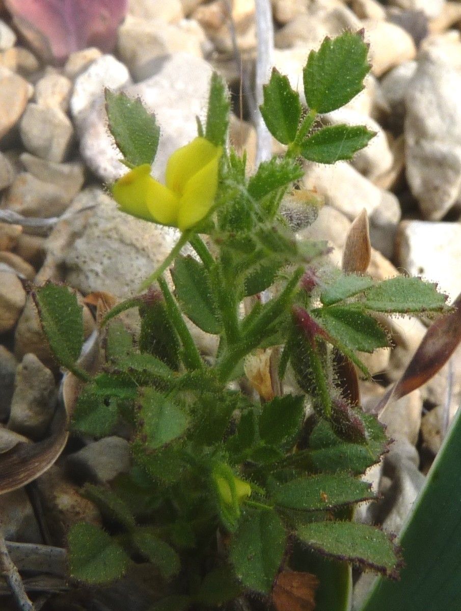 Ononis ornithopodioides flower
