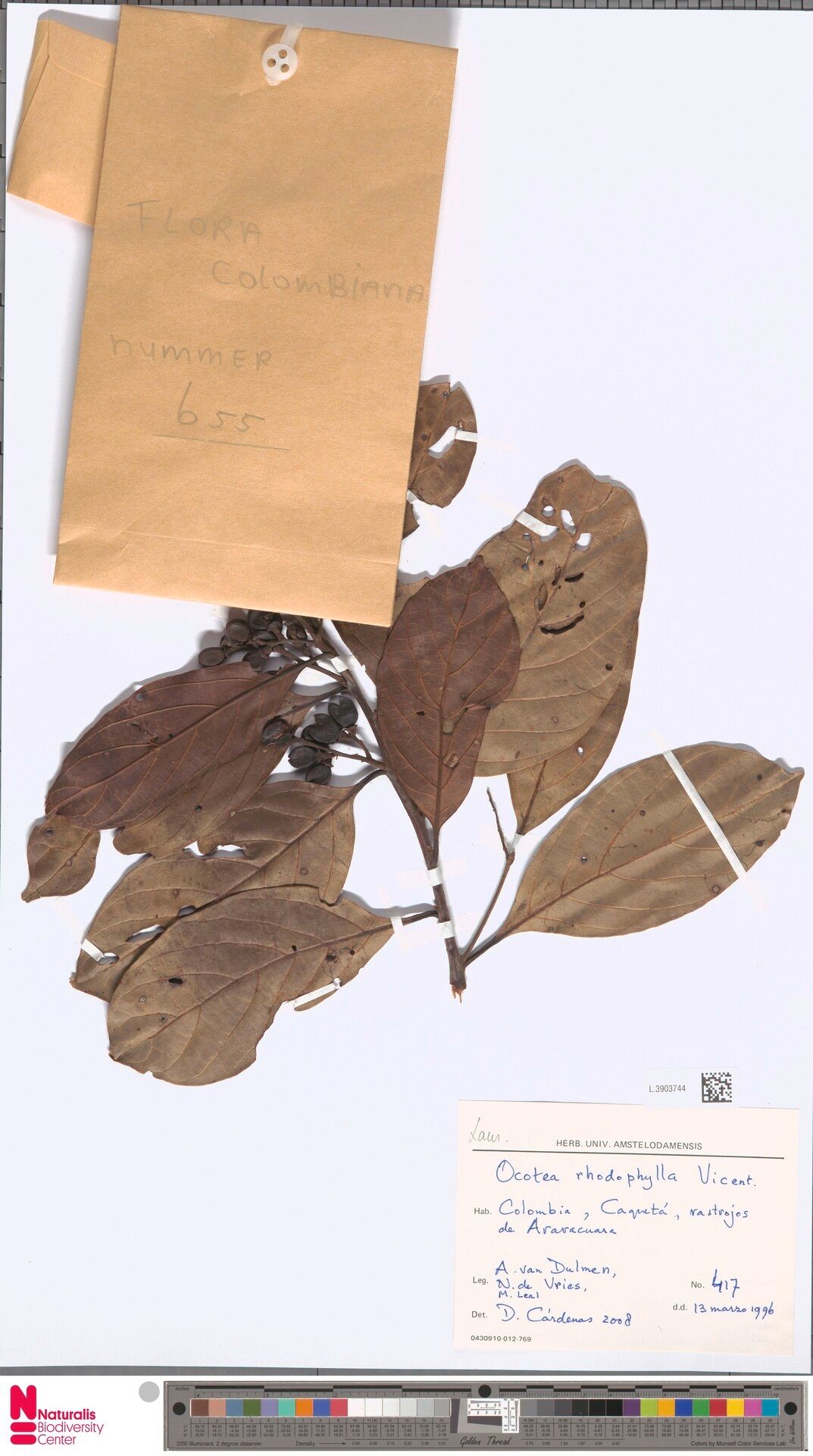 Ocotea rhodophylla leaf