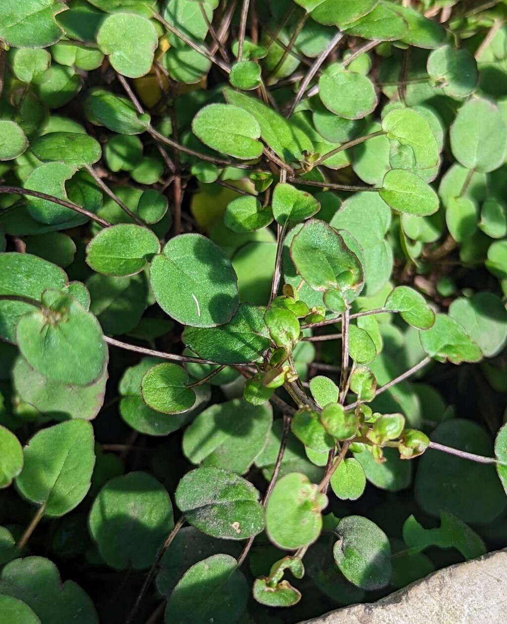Fuchsia procumbens — search result for 'Fuchsia'