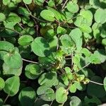 Fuchsia procumbens