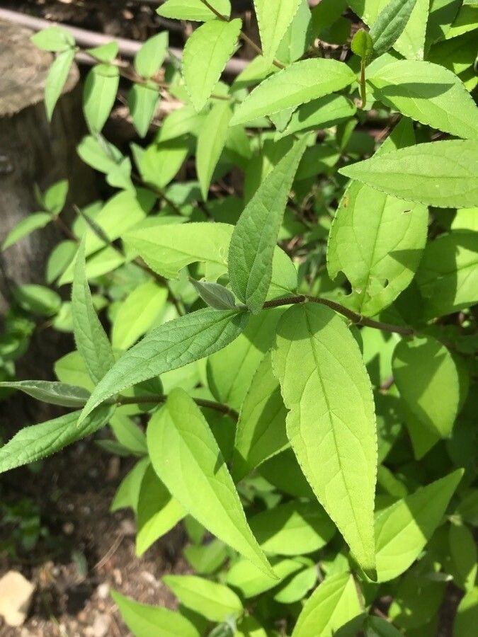 Deutzia parviflora — search result for 'Deutzia'