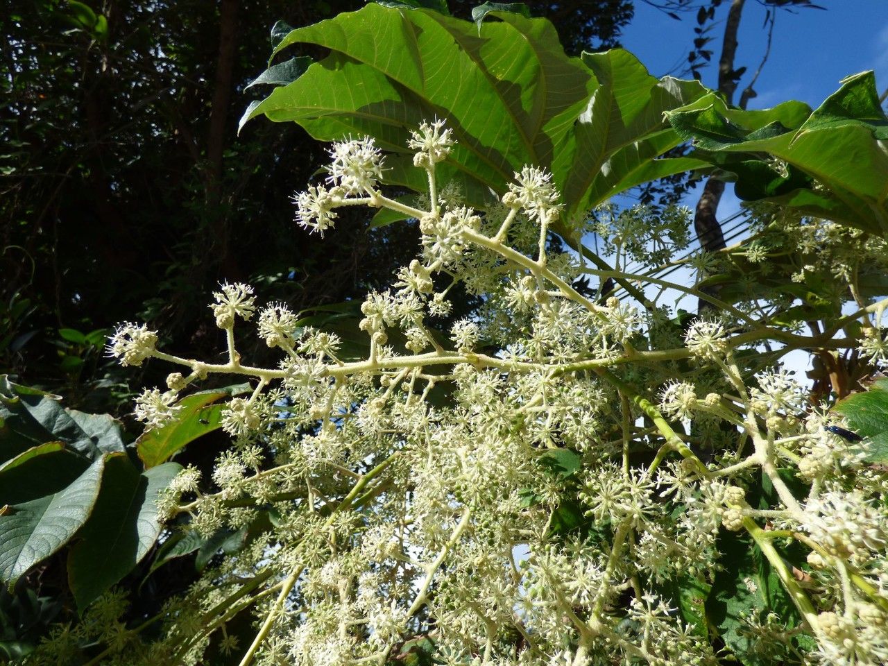 Tetrapanax papyriferum flower