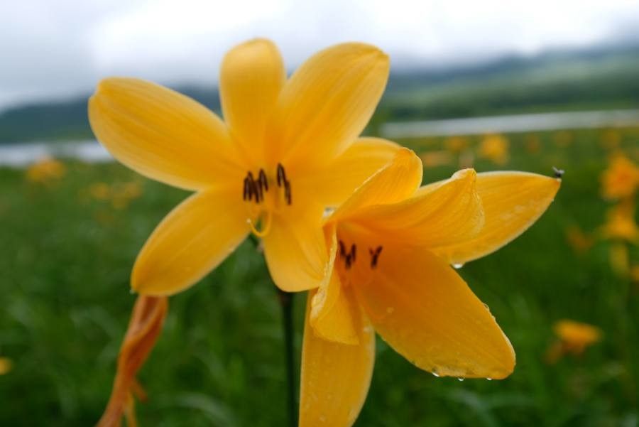 Hemerocallis dumortieri flower