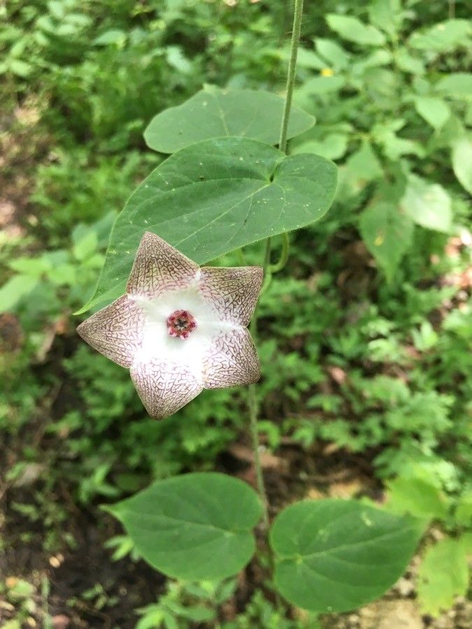 Polystemma guatemalense — related species from the same genus
