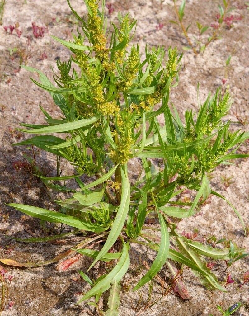 Rumex maritimus