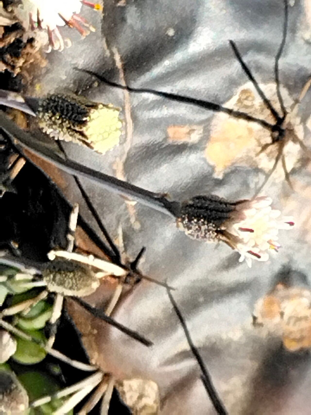 Senecio radicans flower